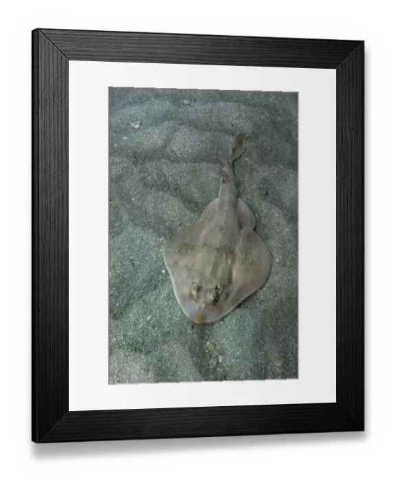 Framed Print : Shortnose guitarfish (Zapteryx brevirostris) female, resting on sandy seabed, Buzios, Brazil, southestern Atlantic Ocean. Endangered Framed Print : Shortnose guitarfish (Zapteryx brevirostris) female, resting on sandy seabed, Buzios, Brazil, southestern Atlantic Ocean. Endangered