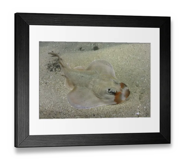Framed Print : Shortnose guitarfish (Zapteryx brevirostris) male, resting on sandy seabed, Buzios, Brazil, southestern Atlantic Ocean. Endangered