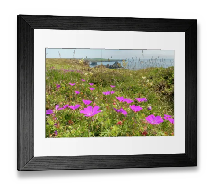 Framed Print : Bloody cranesbill (Geranium sanguineum) clump flowering on coastal clifftop heathland, Kynance Cove, Cornwall, England, UK. June Framed Print : Bloody cranesbill (Geranium sanguineum) clump flowering on coastal clifftop heathland, Kynance Cove, Cornwall, England, UK. June