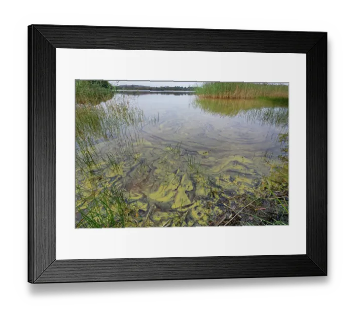 Framed Print : Blue-green algae (Cyanobacteria) blooming in the waters of a coastal lagoon suggesting nutrient enrichment, Dorset, England, UK. September Framed Print : Blue-green algae (Cyanobacteria) blooming in the waters of a coastal lagoon suggesting nutrient enrichment, Dorset, England, UK. September