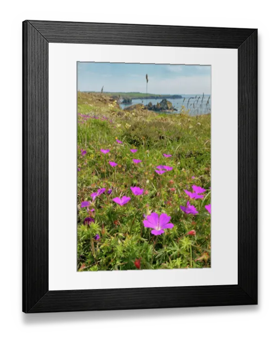 Framed Print : Bloody cranesbill (Geranium sanguineum) clump flowering on coastal clifftop heathland, Kynance Cove, Cornwall, England, UK. June Framed Print : Bloody cranesbill (Geranium sanguineum) clump flowering on coastal clifftop heathland, Kynance Cove, Cornwall, England, UK. June