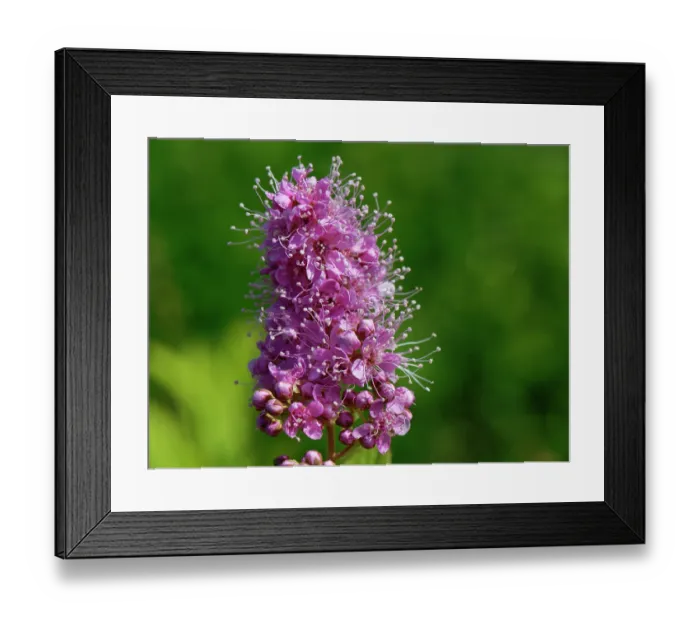 Framed Print : Billard's bridewort (Spiraea salicifolia) flowering in a meadow, Wiltshire, England, UK. September