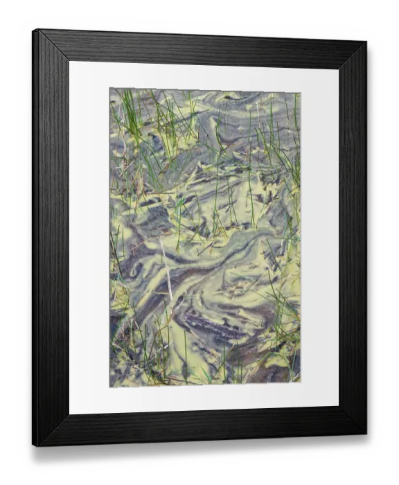 Framed Print : Blue-green algae (Cyanobacteria) blooming in the waters of a coastal lagoon suggesting nutrient enrichment, Dorset, England, UK. September Framed Print : Blue-green algae (Cyanobacteria) blooming in the waters of a coastal lagoon suggesting nutrient enrichment, Dorset, England, UK. September