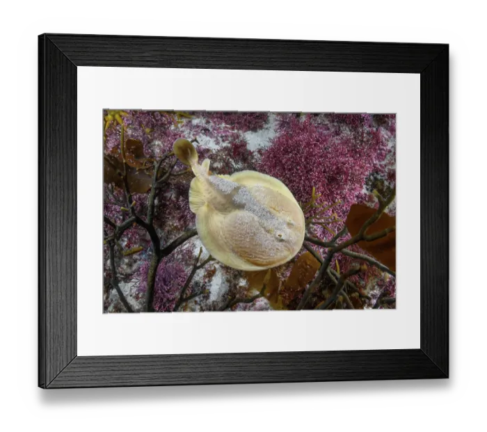 Framed Print : Onefin electric ray (Narke capensis) swimming over seaweed, Millers Point, False Bay, South Africa, Atlantic Ocean Framed Print : Onefin electric ray (Narke capensis) swimming over seaweed, Millers Point, False Bay, South Africa, Atlantic Ocean