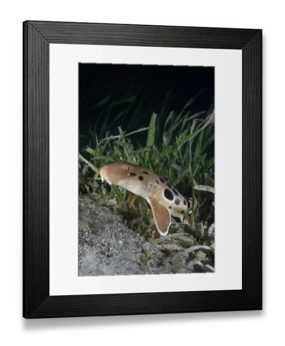 Framed Print : Papuan epaulette shark (Hemiscyllium hallstromi) resting among vegetation on seabed, Loloata Island, Bootless Bay, Papua New Guinea, Gulf of Papua, southwestern Pacific Ocean Framed Print : Papuan epaulette shark (Hemiscyllium hallstromi) resting among vegetation on seabed, Loloata Island, Bootless Bay, Papua New Guinea, Gulf of Papua, southwestern Pacific Ocean