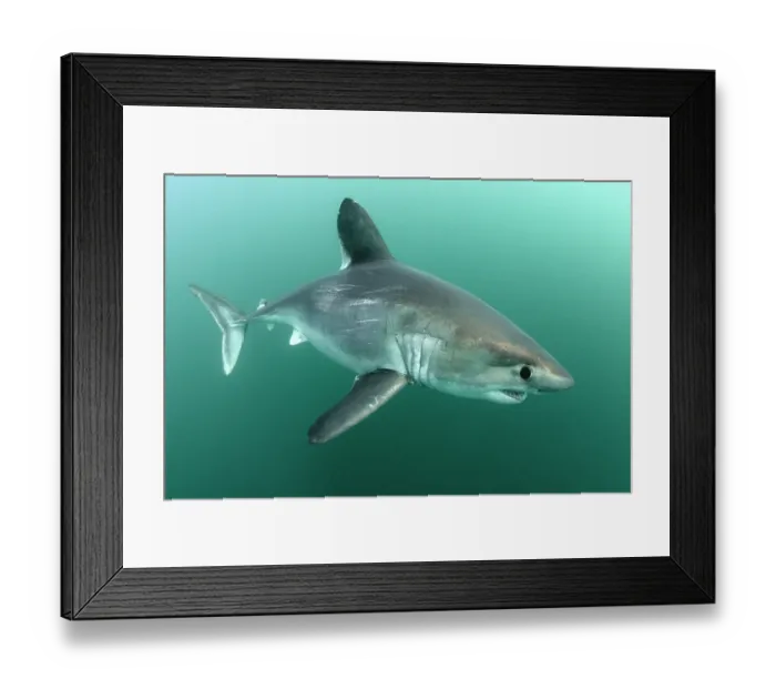 Framed Print : Porbeagle shark (Lamna nasus) portrait, Brittany, France, Northeast Atlantic Ocean Framed Print : Porbeagle shark (Lamna nasus) portrait, Brittany, France, Northeast Atlantic Ocean