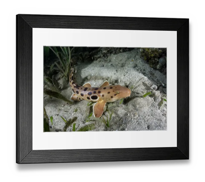 Framed Print : Papuan epaulette shark (Hemiscyllium hallstromi) resting on seabed, Loloata Island, Bootless Bay, Papua New Guinea, Gulf of Papua, southwestern Pacific Ocean Framed Print : Papuan epaulette shark (Hemiscyllium hallstromi) resting on seabed, Loloata Island, Bootless Bay, Papua New Guinea, Gulf of Papua, southwestern Pacific Ocean