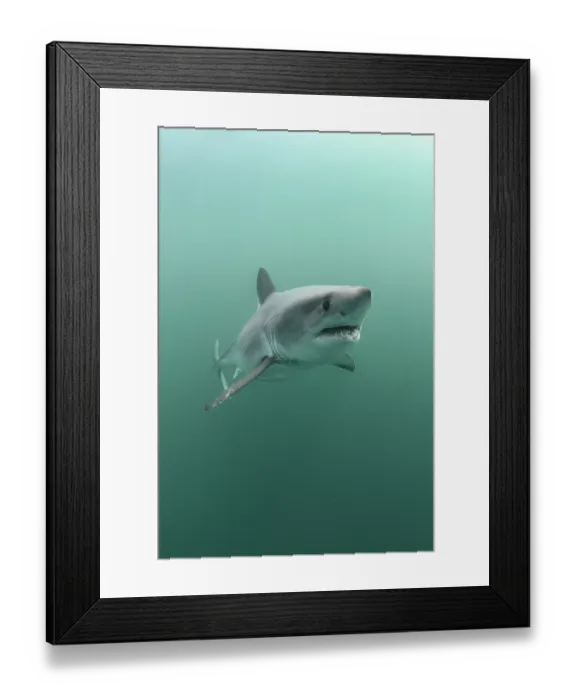Framed Print : Porbeagle shark (Lamna nasus) portrait, Brittany, France, Northeast Atlantic Ocean Framed Print : Porbeagle shark (Lamna nasus) portrait, Brittany, France, Northeast Atlantic Ocean