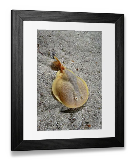 Framed Print : Onefin electric ray (Narke capensis) resting on sandy seabed, Millers Point, False Bay, South Africa, Atlantic Ocean Framed Print : Onefin electric ray (Narke capensis) resting on sandy seabed, Millers Point, False Bay, South Africa, Atlantic Ocean