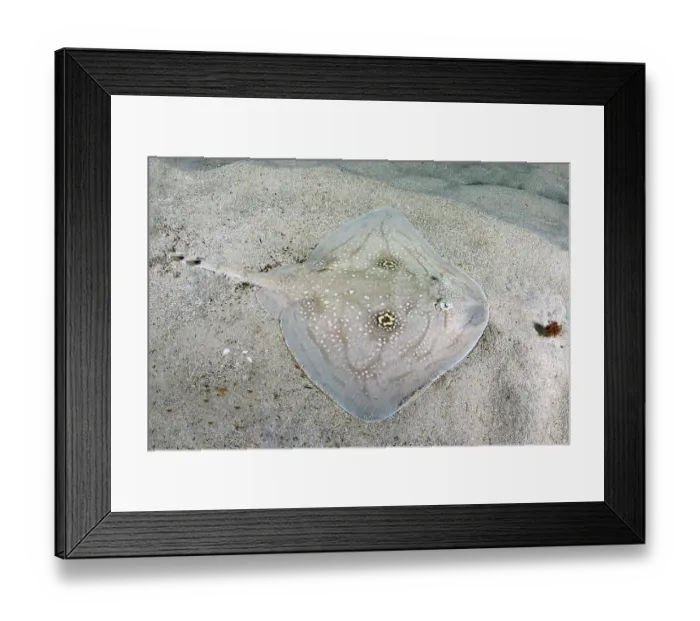 Framed Print : Mediterranean rough skate (Raja Radula) camouflaged on seabed, Mallorca, Mediterranean Sea. Endangered