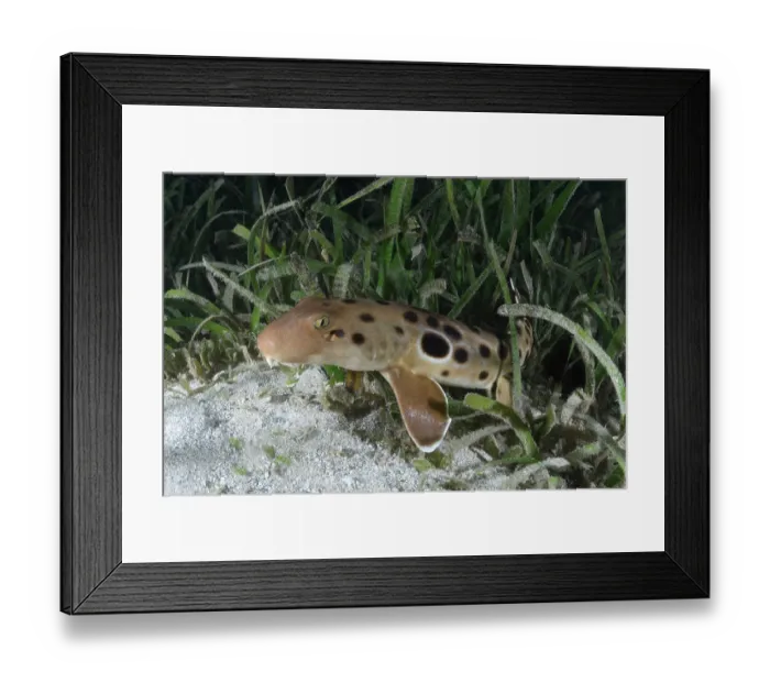 Framed Print : Papuan epaulette shark (Hemiscyllium hallstromi) resting among vegetation on seabed, Loloata Island, Bootless Bay, Papua New Guinea, Gulf of Papua, southwestern Pacific Ocean