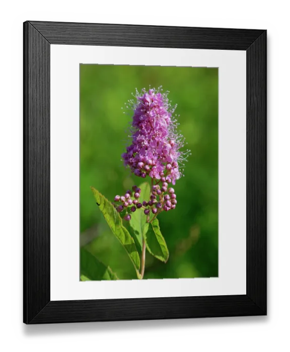 Framed Print : Billard's bridewort (Spiraea salicifolia) flowering in a meadow, Wiltshire, England, UK. September