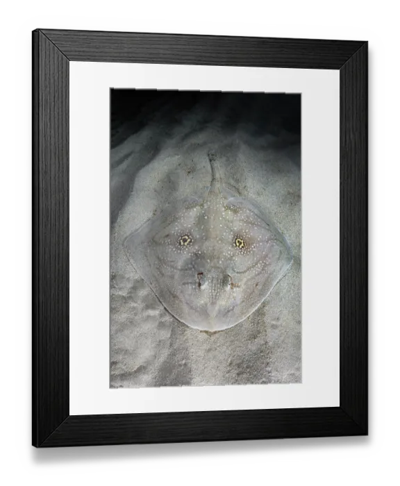 Framed Print : Mediterranean rough skate (Raja Radula) camouflaged on seabed, Mallorca, Mediterranean Sea. Endangered Framed Print : Mediterranean rough skate (Raja Radula) camouflaged on seabed, Mallorca, Mediterranean Sea. Endangered