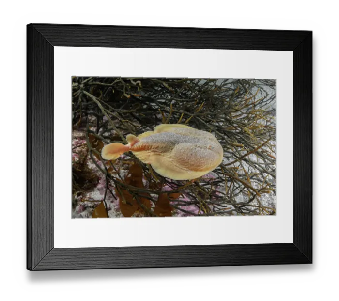 Framed Print : Onefin electric ray (Narke capensis) swimming over seaweed, Millers Point, False Bay, South Africa, Atlantic Ocean Framed Print : Onefin electric ray (Narke capensis) swimming over seaweed, Millers Point, False Bay, South Africa, Atlantic Ocean