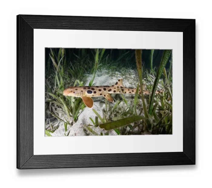 Framed Print : Papuan epaulette shark (Hemiscyllium hallstromi) resting among vegetation on seabed, Loloata Island, Bootless Bay, Papua New Guinea, Gulf of Papua, southwestern Pacific Ocean