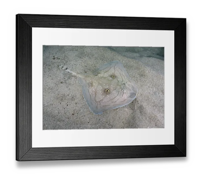 Framed Print : Mediterranean rough skate (Raja Radula) camouflaged on seabed, Mallorca, Mediterranean Sea. Endangered Framed Print : Mediterranean rough skate (Raja Radula) camouflaged on seabed, Mallorca, Mediterranean Sea. Endangered