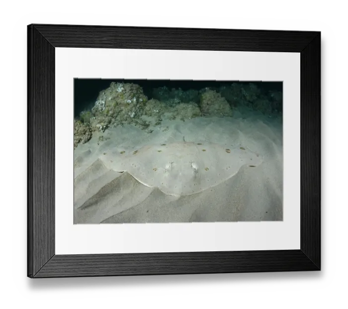 Framed Print : Spiny butterfly ray (Gymnura altavela) camouflaged on sandy seabed, Playa La Granadella, Spain, Mediterranean Sea. Endangered Framed Print : Spiny butterfly ray (Gymnura altavela) camouflaged on sandy seabed, Playa La Granadella, Spain, Mediterranean Sea. Endangered