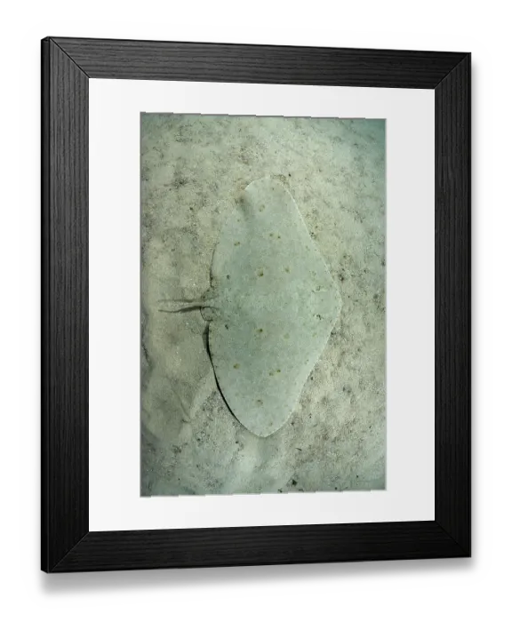 Framed Print : Spiny butterfly ray (Gymnura altavela) camouflaged on sandy seabed, Playa La Granadella, Spain, Mediterranean Sea. Endangered