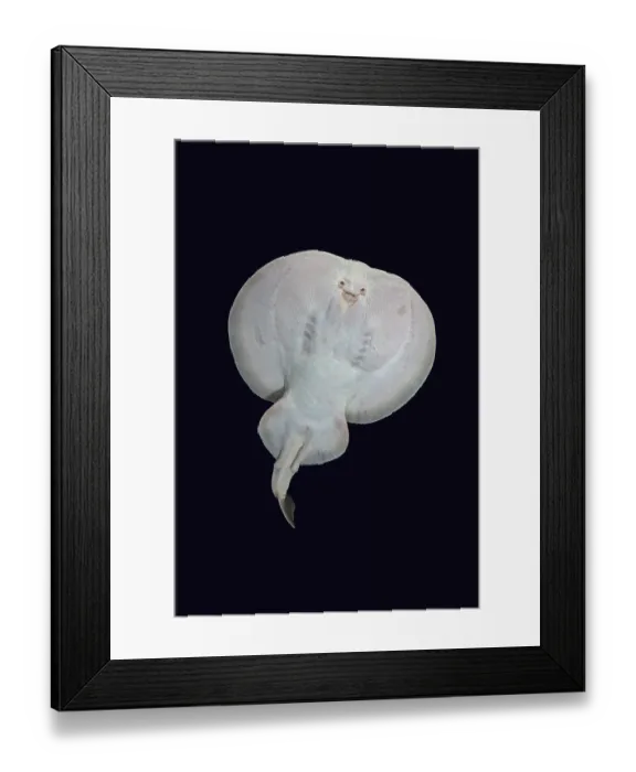 Framed Print : West African torpedo ray (Torpedo mackayana) portrait, Ngor Bay, Dakar, Senegal, Eastern Atlantic Ocean. Endangered Framed Print : West African torpedo ray (Torpedo mackayana) portrait, Ngor Bay, Dakar, Senegal, Eastern Atlantic Ocean. Endangered
