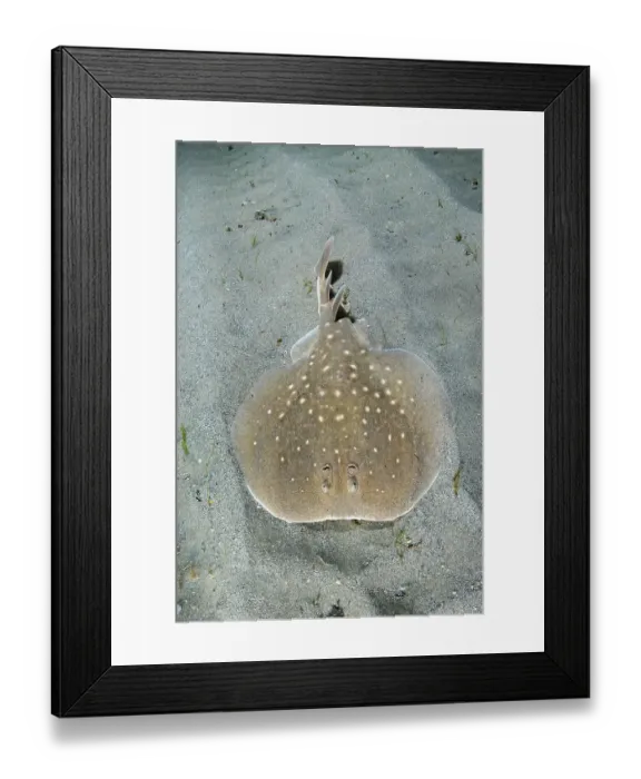 Framed Print : West African torpedo ray (Torpedo mackayana) resting on sandy seabed, Ngor Bay, Dakar, Senegal, Eastern Atlantic Ocean. Endangered