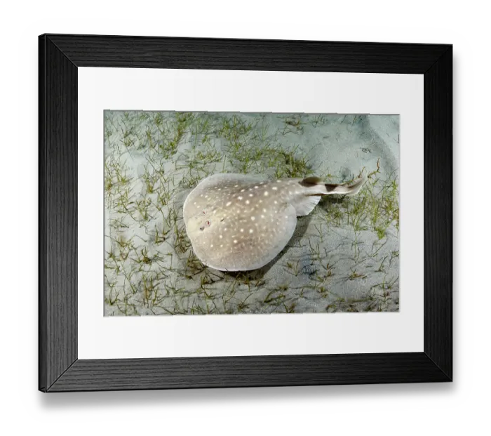 Framed Print : West African torpedo ray (Torpedo mackayana) resting on sandy seabed, Ngor Bay, Dakar, Senegal, Eastern Atlantic Ocean. Endangered Framed Print : West African torpedo ray (Torpedo mackayana) resting on sandy seabed, Ngor Bay, Dakar, Senegal, Eastern Atlantic Ocean. Endangered