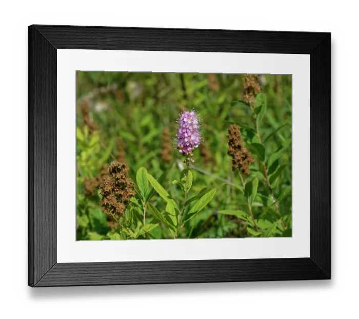 Framed Print : Billard's bridewort (Spiraea salicifolia) flowering in a meadow, Wiltshire, England, UK. September Framed Print : Billard's bridewort (Spiraea salicifolia) flowering in a meadow, Wiltshire, England, UK. September