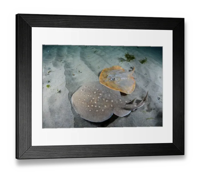 Framed Print : West African torpedo ray (Torpedo mackayana) and Panray (Zanobatus schoenleinii) resting on sandy seabed, Ngor Bay, Dakar, Senegal, Eastern Atlantic Ocean. Endangered Framed Print : West African torpedo ray (Torpedo mackayana) and Panray (Zanobatus schoenleinii) resting on sandy seabed, Ngor Bay, Dakar, Senegal, Eastern Atlantic Ocean. Endangered
