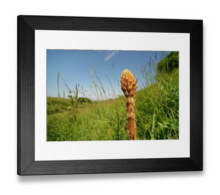Framed Print : Common broomrape (Orobanche minor) young flowering spike on a chalk grassland slope, Coombe Bisset Down, Cranborne Chase AONB, Wiltshire, England, UK. June Framed Print : Common broomrape (Orobanche minor) young flowering spike on a chalk grassland slope, Coombe Bisset Down, Cranborne Chase AONB, Wiltshire, England, UK. June
