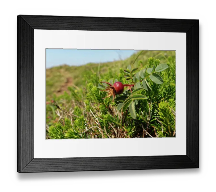 Framed Print : Burnet rose (Rosa pimpinellifolia) hip ripening on coastal heathland, The Lizard, Cornwall, England, UK. June Framed Print : Burnet rose (Rosa pimpinellifolia) hip ripening on coastal heathland, The Lizard, Cornwall, England, UK. June