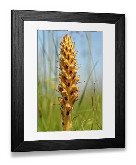 Framed Print : Common broomrape (Orobanche minor) young flowering spike on a chalk grassland slope, Coombe Bisset Down, Cranborne Chase AONB, Wiltshire, England, UK. June Framed Print : Common broomrape (Orobanche minor) young flowering spike on a chalk grassland slope, Coombe Bisset Down, Cranborne Chase AONB, Wiltshire, England, UK. June