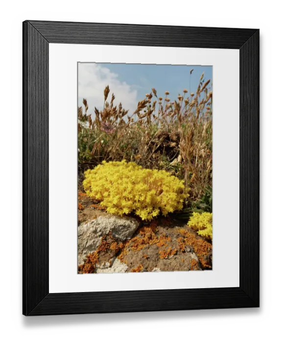 Framed Print : Biting stonecrop (Sedum acre) clumps flowering on rocks on a clifftop, The Lizard, Cornwall, England, UK. June