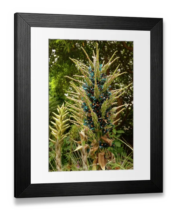Framed Print : Sapphire tower (Puya alpestris) a Chilean bromeliad flowering in a sheltered British garden, south Cornwall, England, UK. June Framed Print : Sapphire tower (Puya alpestris) a Chilean bromeliad flowering in a sheltered British garden, south Cornwall, England, UK. June