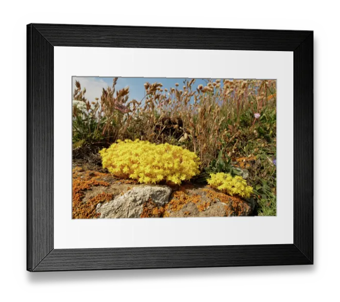 Framed Print : Biting stonecrop (Sedum acre) clumps flowering on rocks on a clifftop, The Lizard, Cornwall, England, UK. June