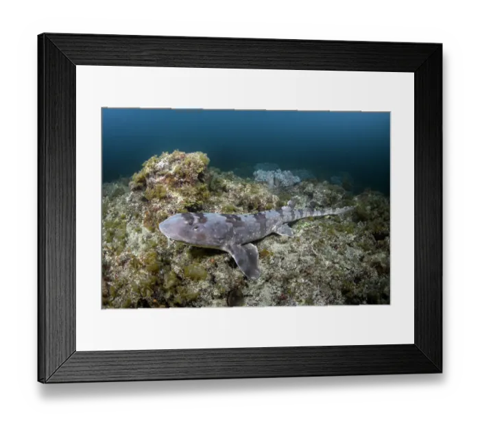 Framed Print : Whitespotted bamboo shark (Chiloscyllium plagiosum) resting on reef, Kannoura Bay, Shikoku, Japan, Sea of Japan Framed Print : Whitespotted bamboo shark (Chiloscyllium plagiosum) resting on reef, Kannoura Bay, Shikoku, Japan, Sea of Japan