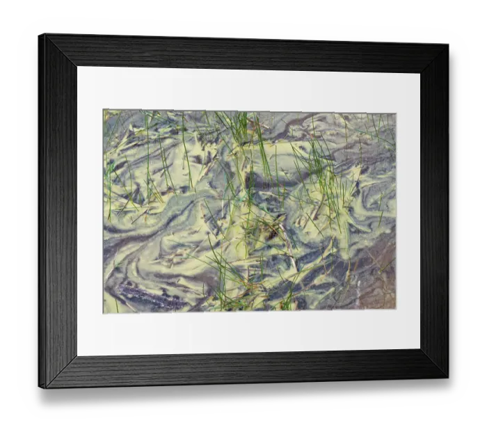 Framed Print : Blue-green algae (Cyanobacteria) blooming in the waters of a coastal lagoon suggesting nutrient enrichment, Dorset, England, UK. September Framed Print : Blue-green algae (Cyanobacteria) blooming in the waters of a coastal lagoon suggesting nutrient enrichment, Dorset, England, UK. September