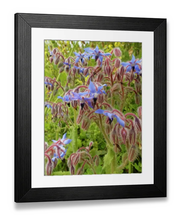 Framed Print : Borage (Borago officinalis) flowering on clifftop grassland, The Lizard, Cornwall, England, UK. June Framed Print : Borage (Borago officinalis) flowering on clifftop grassland, The Lizard, Cornwall, England, UK. June