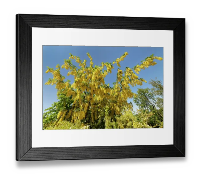 Framed Print : Golden rain tree / Voss's laburnum (Laburnum x watereri Vossii') flowering against blue sky, Wiltshire garden, England, UK. June Framed Print : Golden rain tree / Voss's laburnum (Laburnum x watereri Vossii') flowering against blue sky, Wiltshire garden, England, UK. June