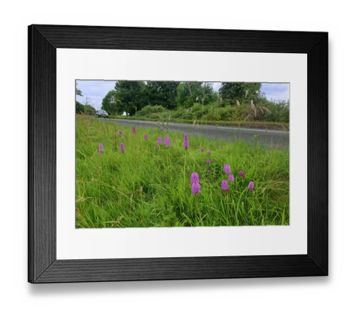 Framed Print : Pyramidal orchids (Anacamptis pyramidalis) flowering on a rural roadside verge, Wiltshire, England, UK. June Framed Print : Pyramidal orchids (Anacamptis pyramidalis) flowering on a rural roadside verge, Wiltshire, England, UK. June