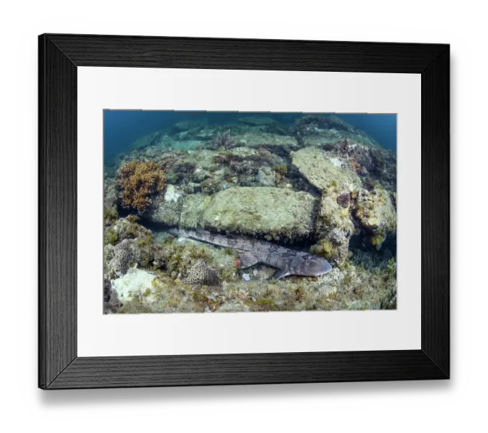 Framed Print : Whitespotted bamboo shark (Chiloscyllium plagiosum) resting on reef, Kannoura Bay, Shikoku, Japan, Sea of Japan Framed Print : Whitespotted bamboo shark (Chiloscyllium plagiosum) resting on reef, Kannoura Bay, Shikoku, Japan, Sea of Japan