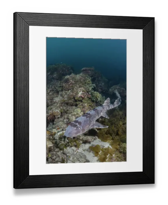 Framed Print : Whitespotted bamboo shark (Chiloscyllium plagiosum) swimming over reef, Kannoura Bay, Shikoku, Japan, Sea of Japan Framed Print : Whitespotted bamboo shark (Chiloscyllium plagiosum) swimming over reef, Kannoura Bay, Shikoku, Japan, Sea of Japan