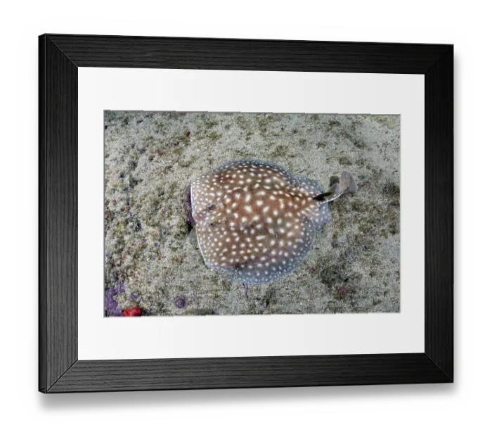 Framed Print : Whitespotted torpedo ray (Torpedo sp.) undescribed species, juvenile resting on seabed, Meoune Reef, Senegal, eastern Atlantic Framed Print : Whitespotted torpedo ray (Torpedo sp.) undescribed species, juvenile resting on seabed, Meoune Reef, Senegal, eastern Atlantic