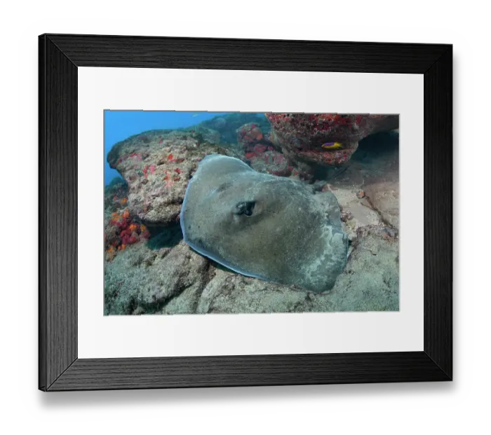 Framed Print : Lutz's stingray (Hypanus berthalutzae) resting on seabed, Natal, Brazil, southwest Atlantic Ocean Framed Print : Lutz's stingray (Hypanus berthalutzae) resting on seabed, Natal, Brazil, southwest Atlantic Ocean