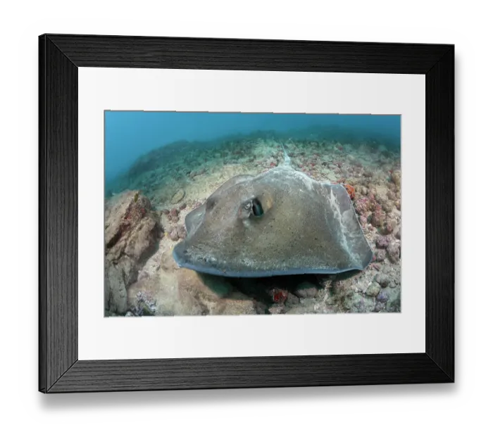 Framed Print : Lutz's stingray (Hypanus berthalutzae) resting on seabed, Natal, Brazil, southwest Atlantic Ocean