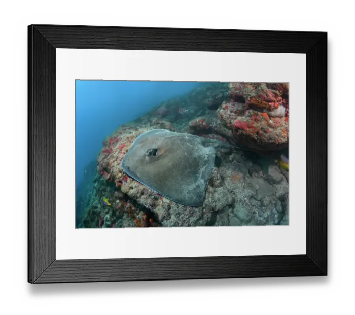Framed Print : Lutz's stingray (Hypanus berthalutzae) resting on underwater rock ledge, Natal, Brazil, southwest Atlantic Ocean