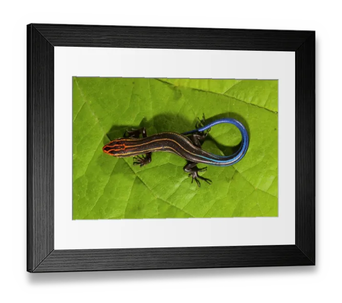Framed Print : Southeastern five-lined skink (Eumeces inexpectatus) juvenile, resting on a leaf, portrait, north Florida, USA. December Framed Print : Southeastern five-lined skink (Eumeces inexpectatus) juvenile, resting on a leaf, portrait, north Florida, USA. December