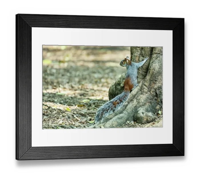 Framed Print : Red-bellied squirrel (Sciurus aureogaster) standing on base of tree trunk, Chapultepec Park, Mexico City, Mexico Framed Print : Red-bellied squirrel (Sciurus aureogaster) standing on base of tree trunk, Chapultepec Park, Mexico City, Mexico