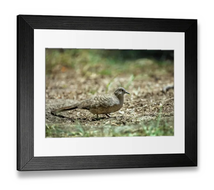 Framed Print : Inca dove (Columbina inca) portrait, Chapultepec Park, Mexico City, Mexico Framed Print : Inca dove (Columbina inca) portrait, Chapultepec Park, Mexico City, Mexico