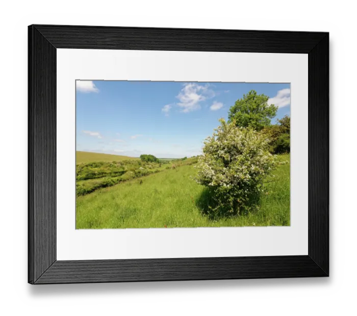 Framed Print : Hawthorn (Crataegus monogyna) bush flowering on a chalk grassland slope, Coombe Bisset Down, Cranborne Chase AONB, Wiltshire, England, UK. June Framed Print : Hawthorn (Crataegus monogyna) bush flowering on a chalk grassland slope, Coombe Bisset Down, Cranborne Chase AONB, Wiltshire, England, UK. June