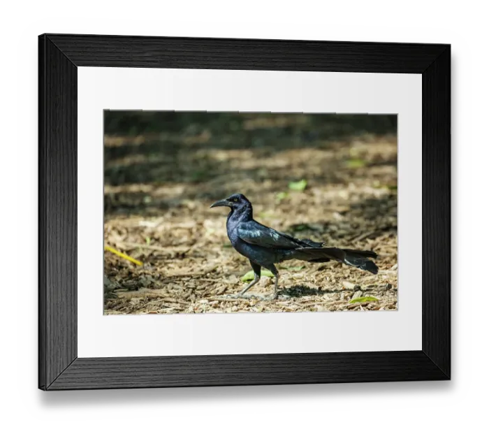 Framed Print : Great-tailed grackle (Quiscalus mexicanus) male, portrait, Capultepec Park, Mexico City, Mexico