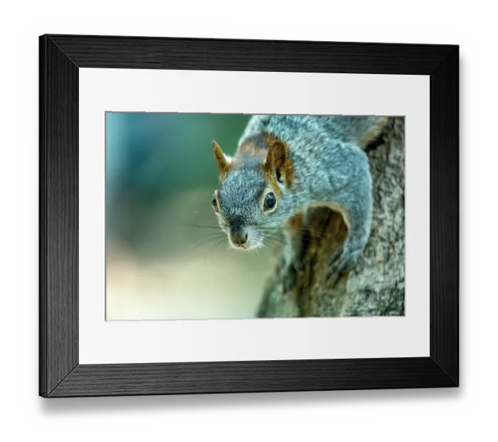 Framed Print : Red-bellied squirrel (Sciurus aureogaster) resting on tree trunk, portrait, Chapultepec Park, Mexico City, Mexico Framed Print : Red-bellied squirrel (Sciurus aureogaster) resting on tree trunk, portrait, Chapultepec Park, Mexico City, Mexico